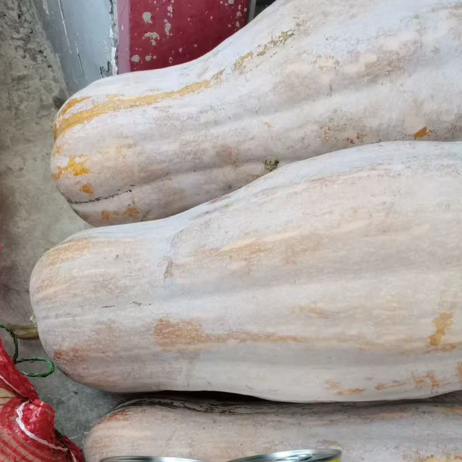 中禧蜂蜜南瓜种子蜜本南瓜