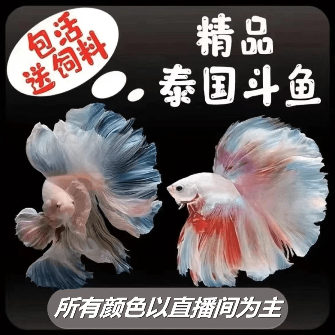 C1（1-24）精品泰国斗鱼小型热带观赏鱼（直播间选鱼）