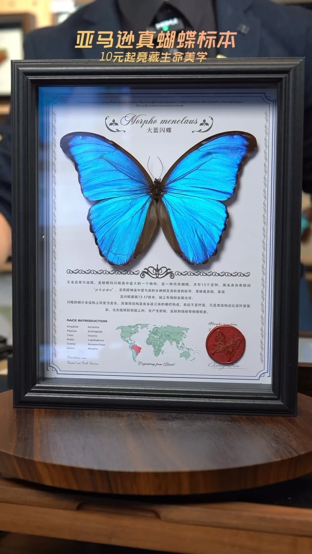 哈***方微瑕蝴蝶标本摆件一口价b226