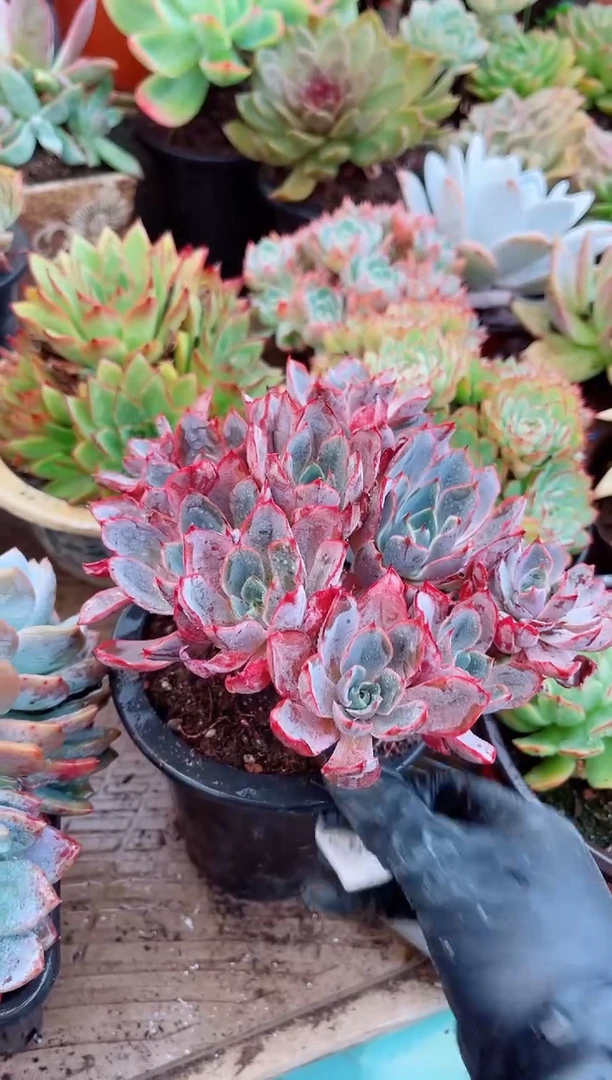 小**✨多肉植物一物一拍10145