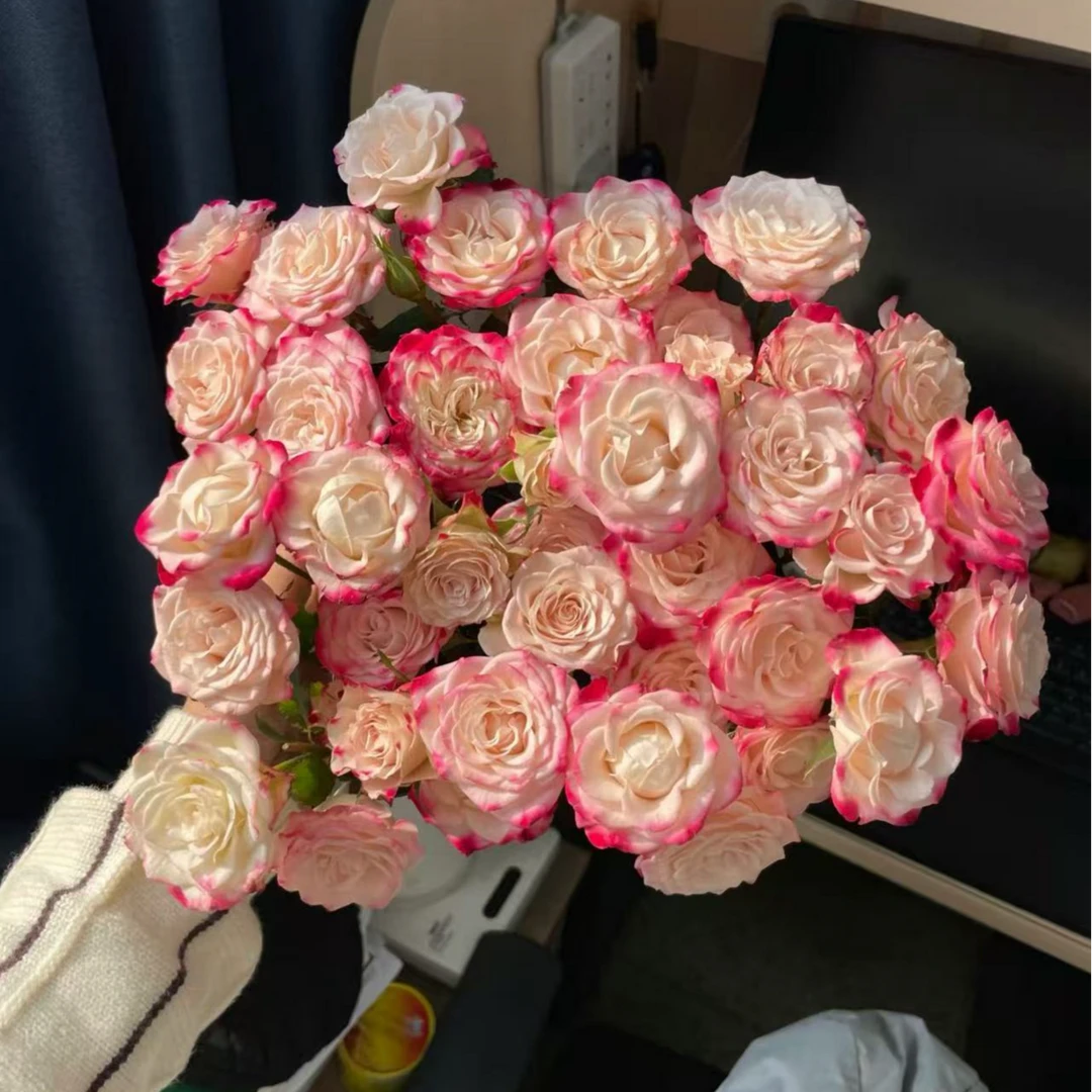 （10枝折射）任意拍两单升级冷链/顺风/空运 云南鲜花基地直发