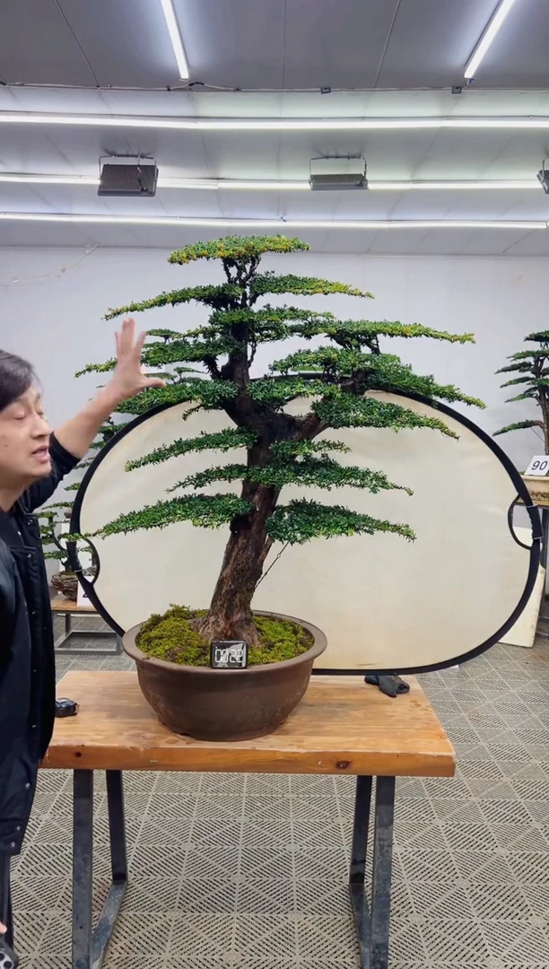 无花朵造型盆景一物一拍