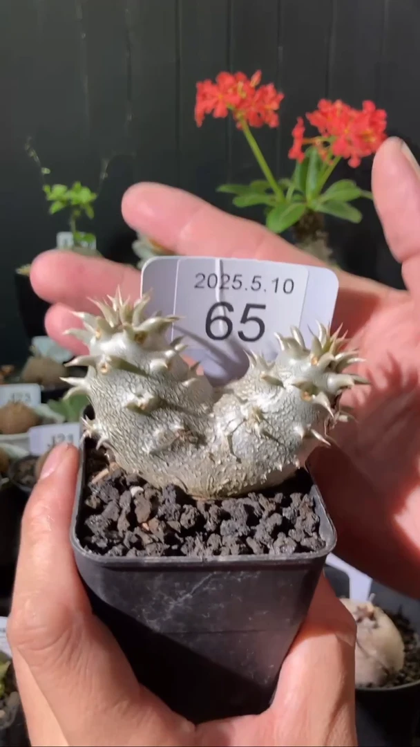 65号5.10 爱心福利品种盲盒