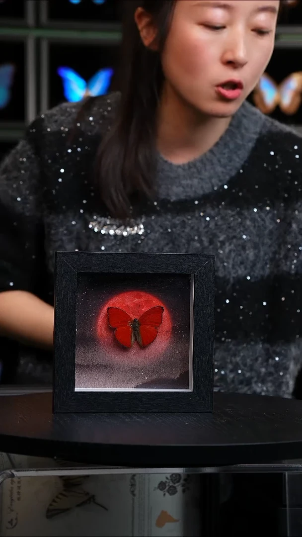 血漪蛱蝶6寸黑色方框红日款