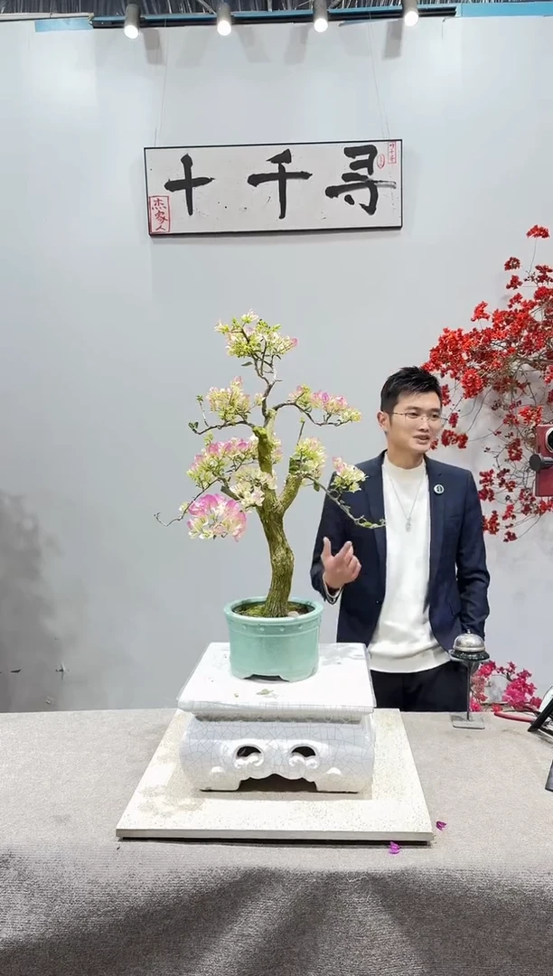 完全开放绿樱三角梅