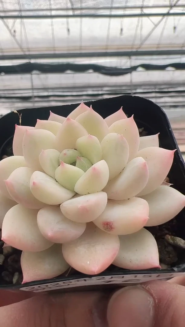 【闪购商品】新款多肉-92