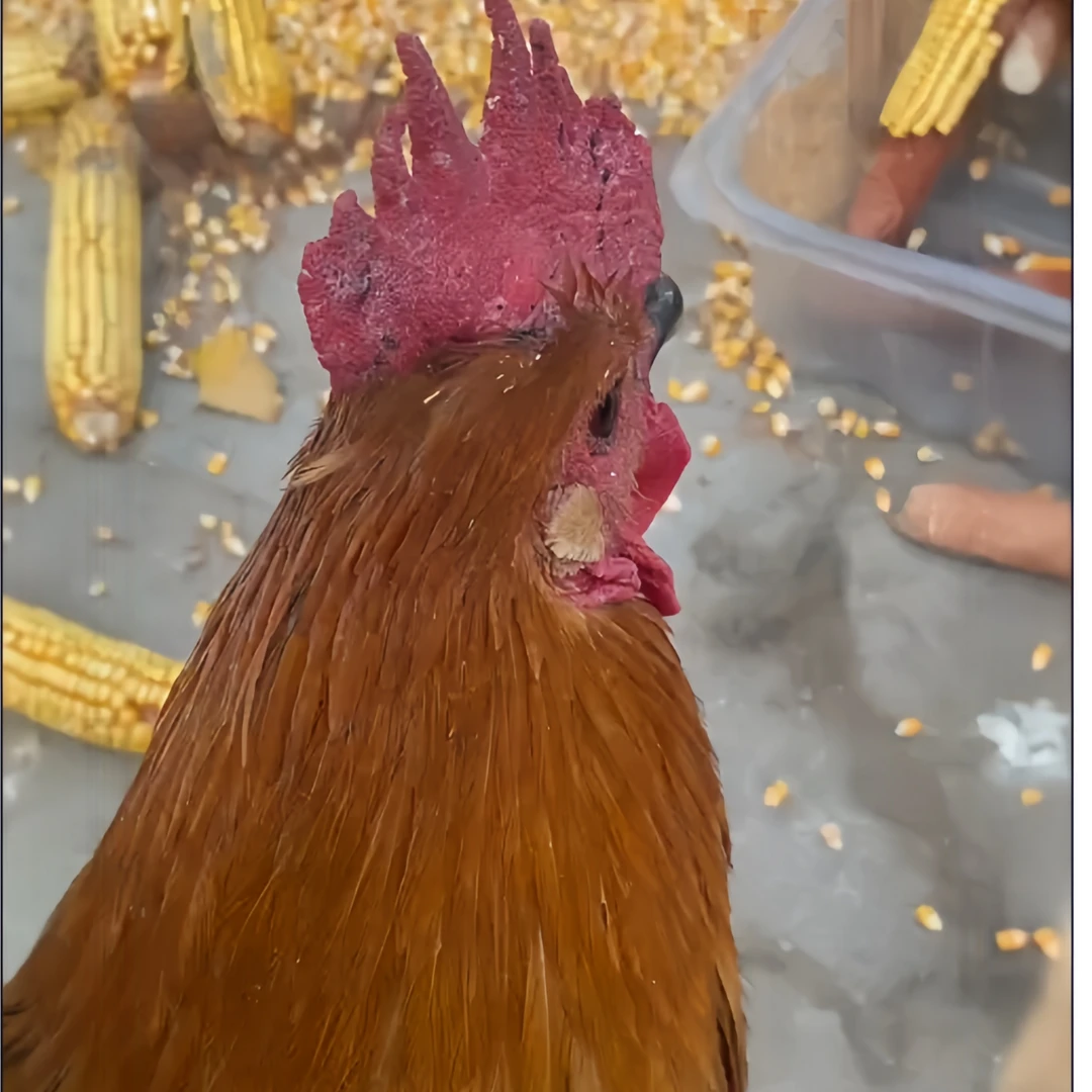 沂蒙山农家散养大公鸡现杀新鲜鸡肉整只笨鸡柴鸡土鸡6斤以上