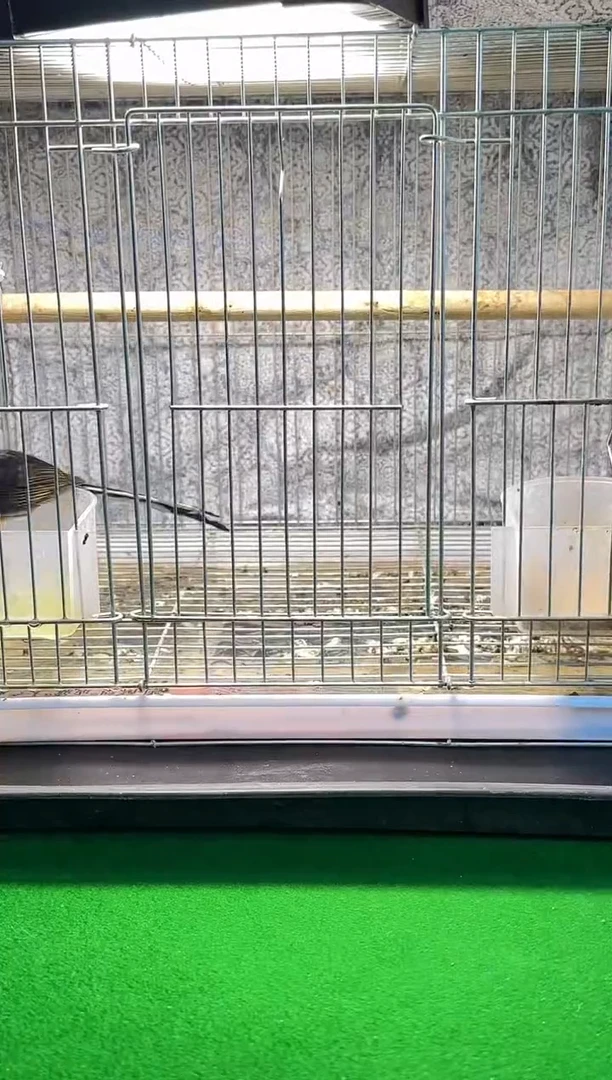 3号长尾养笼0元起拍