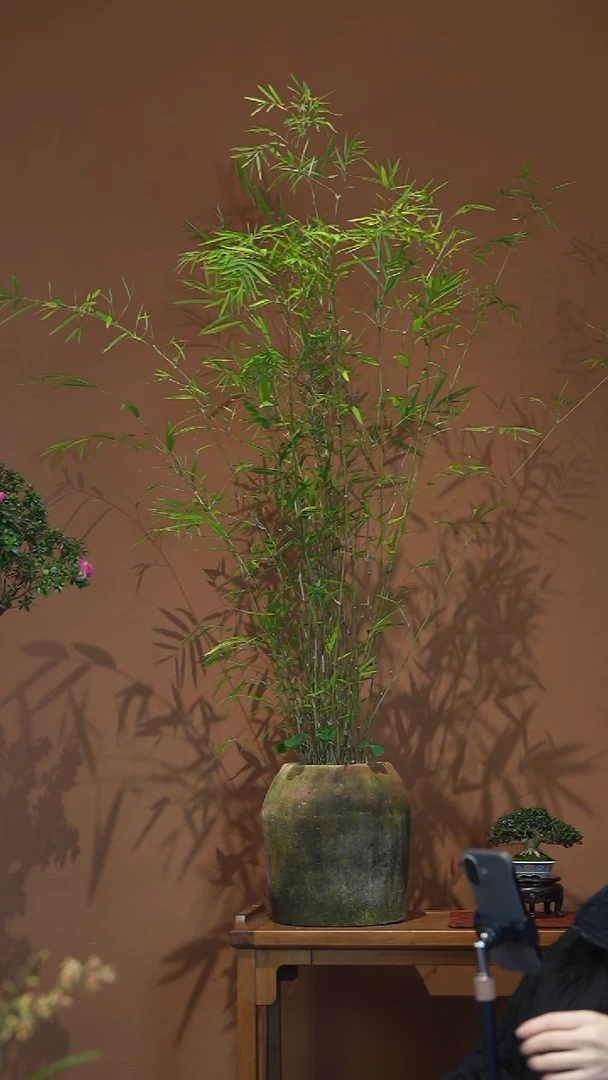 全部花朵内门竹盆景盆景盆景盆景