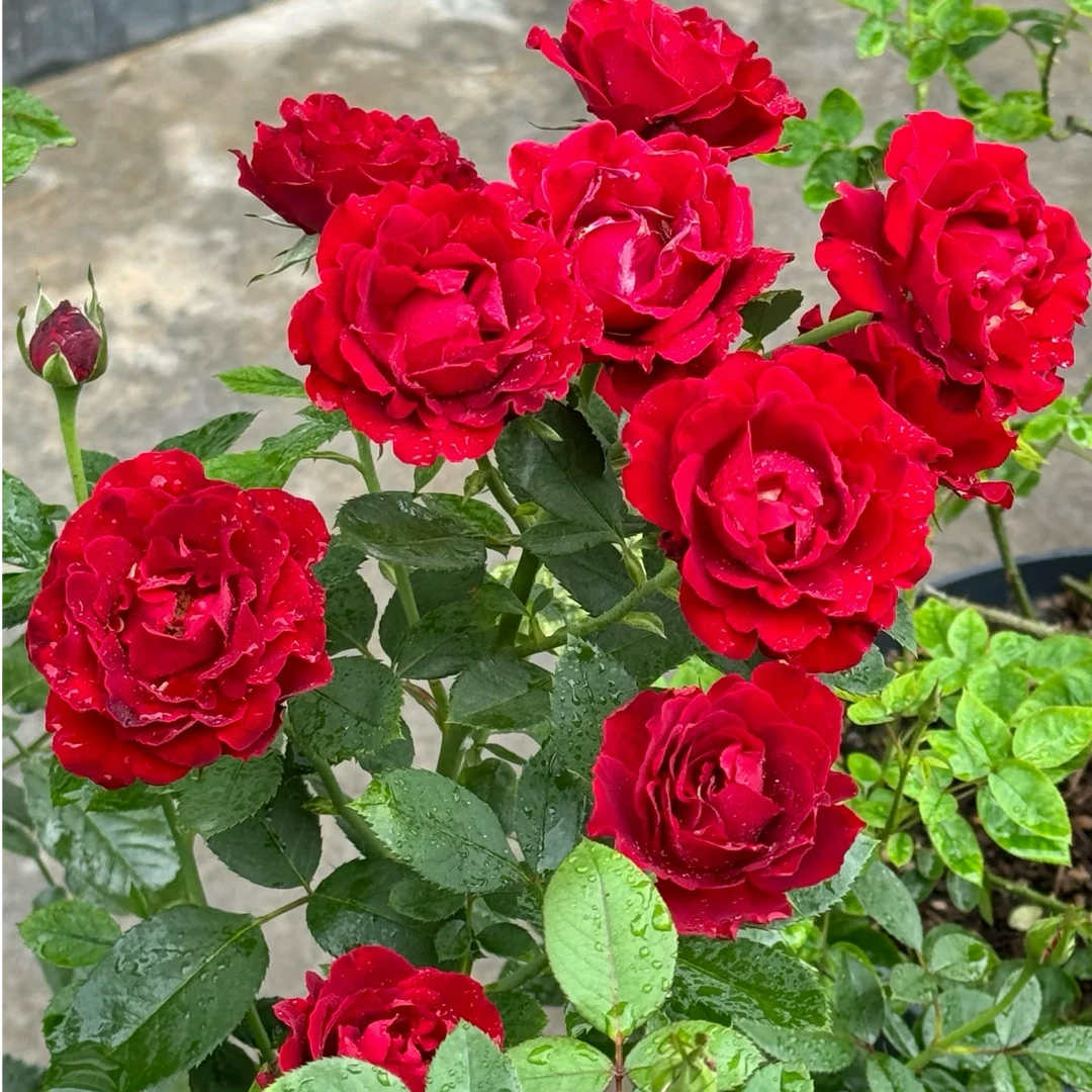 （月季）火烧云一加仑棒棒糖 丝绒红 庭院阳台 多季开花 带盆带土