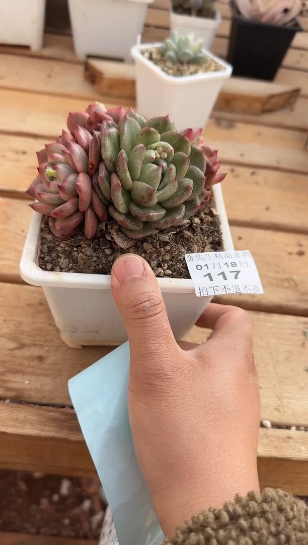 【闪购商品】0118-117紫玉锦群（泡芙专拍）