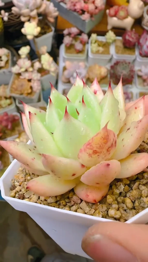 【闪购商品】凭—882—仙农（东云）