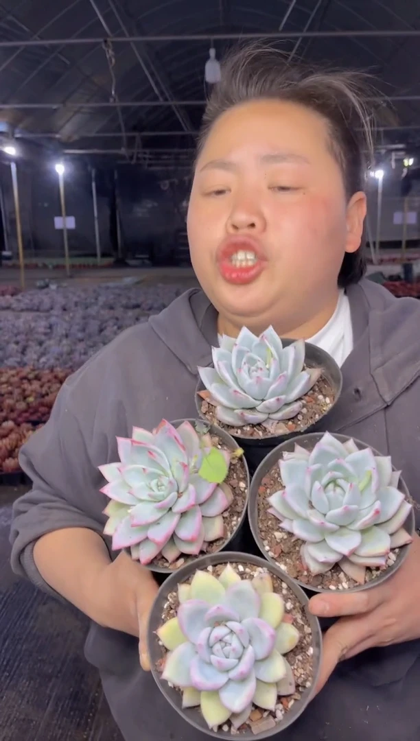 【闪购商品】44-卡系4颗9.99