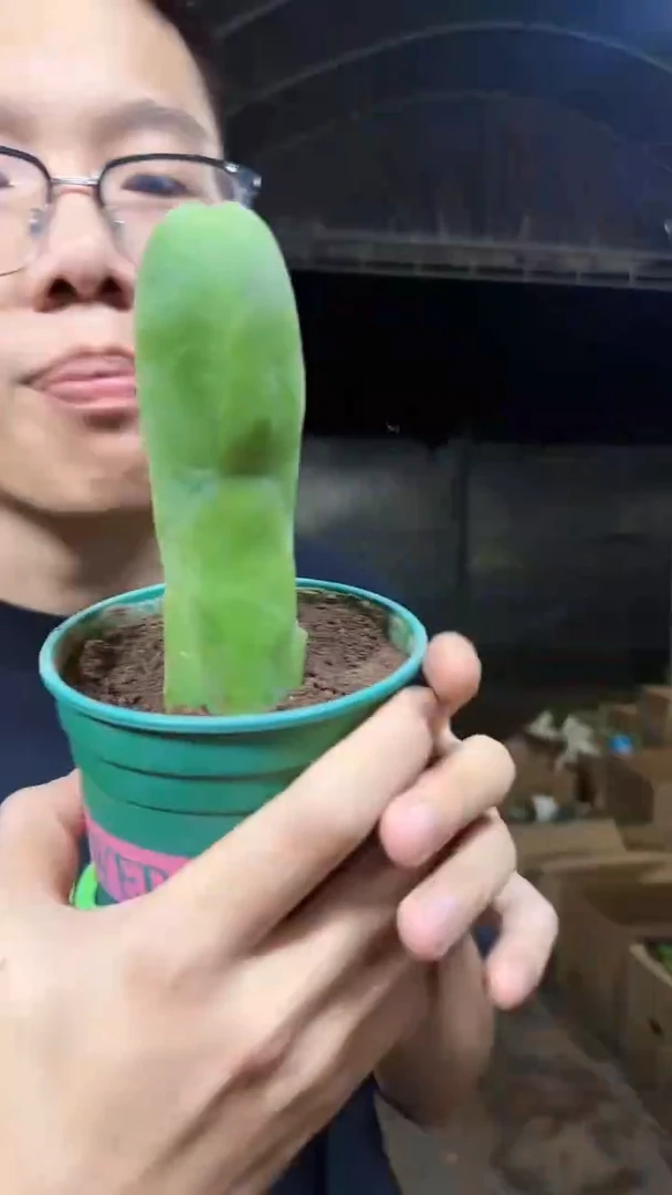 【带根】单头 程程柱