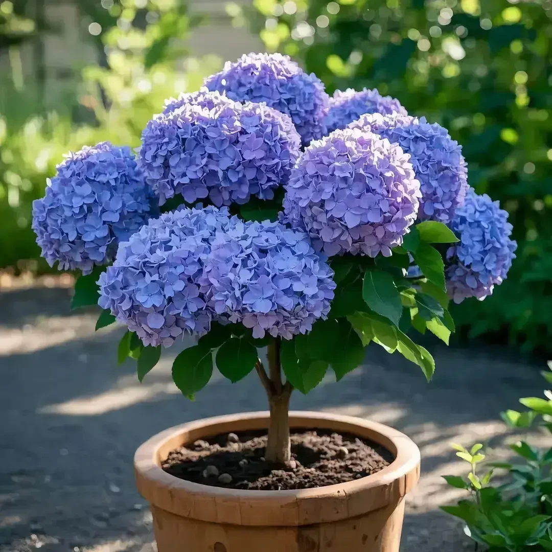 【带芽苞】绣球花树苗盆栽四季开花室内外植物花卉阳台好养耐寒绿植