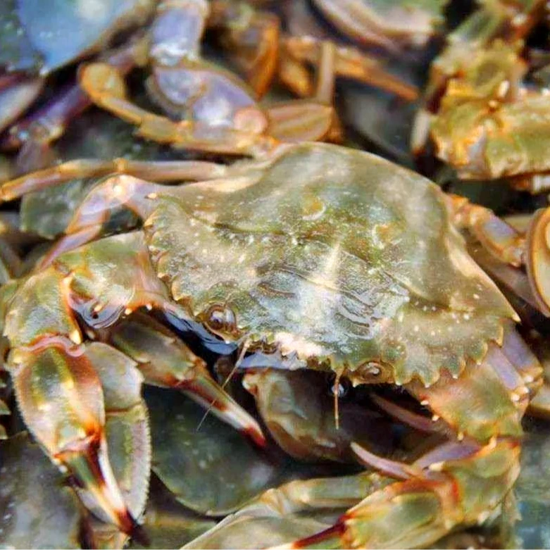 大大东港花盖蟹 3斤 【保鲜不保活】