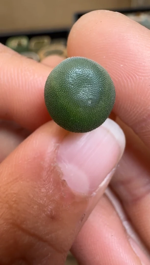 【闪购商品】1-20-62