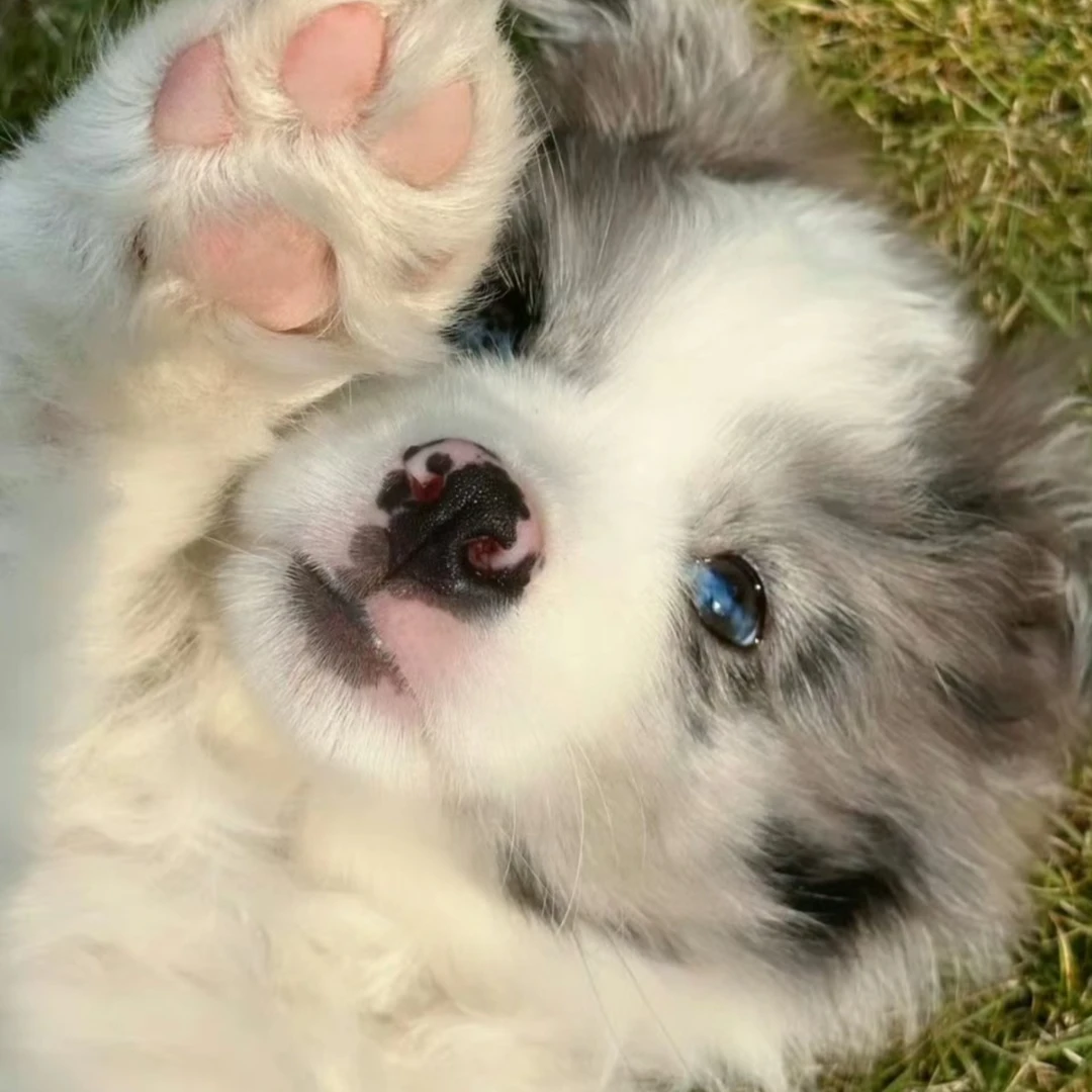 【洛阳小战】精品边牧专用链接