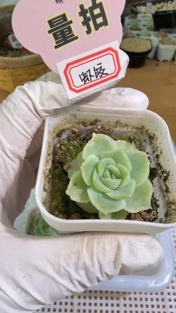 虾饺五方一盆 单双混 量拍混发