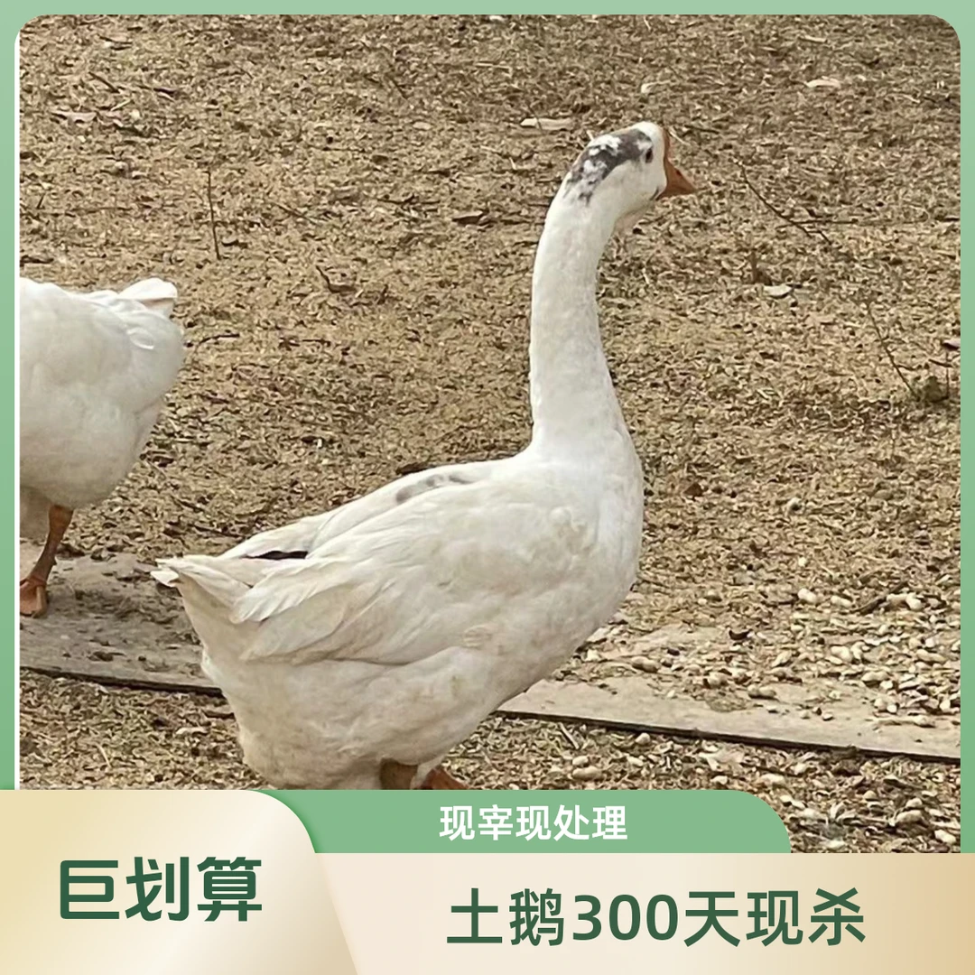 散养土鹅300天 现宰现处理