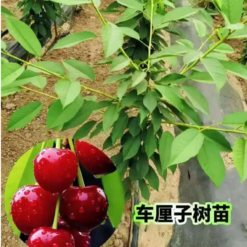 车厘子树苗耐寒耐旱室内外均可盆栽地栽矮壮南北方种植树苗