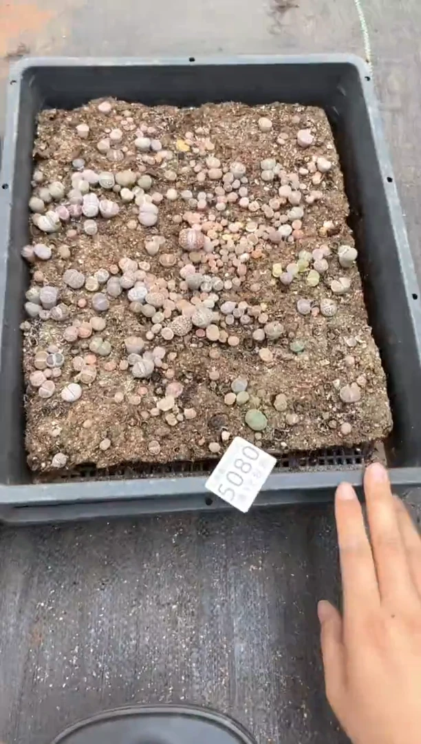 5080特价寿丽玉框有疤瑕疵带土不带盆发货2框