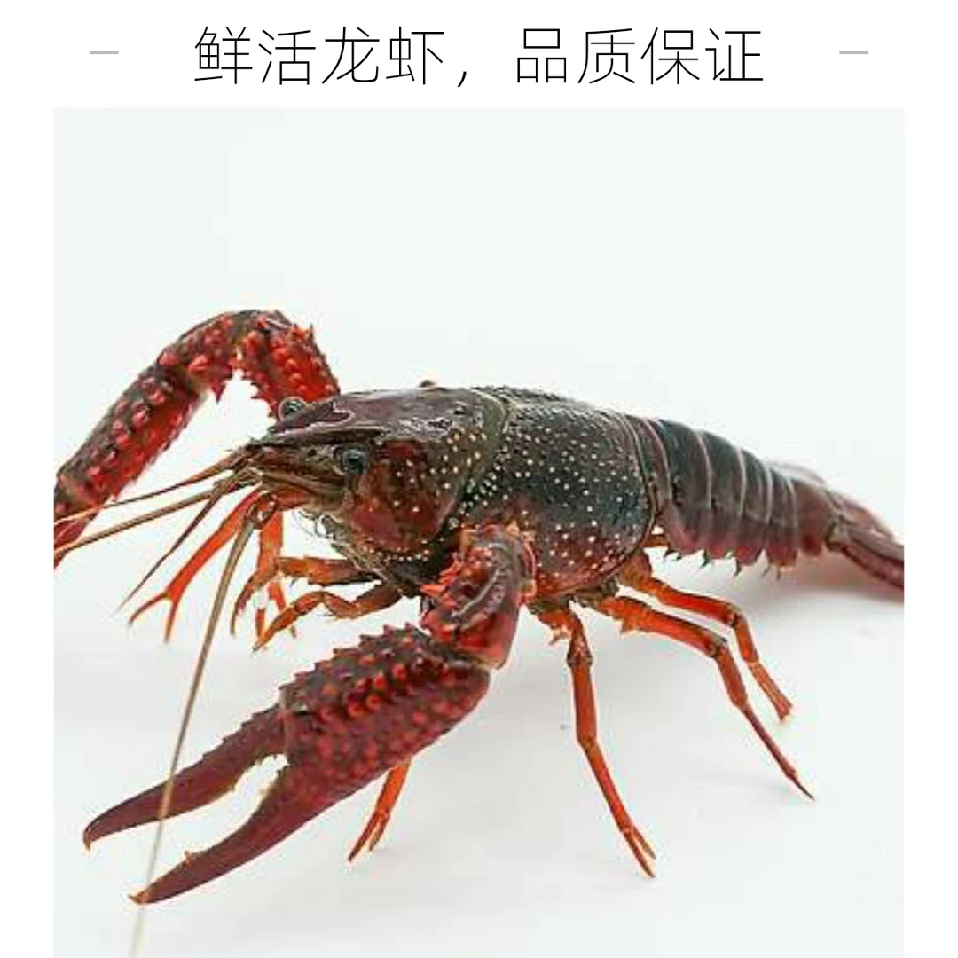 （活虾）潜江小龙虾6以上大虾5斤小龙虾鲜活小龙虾同城