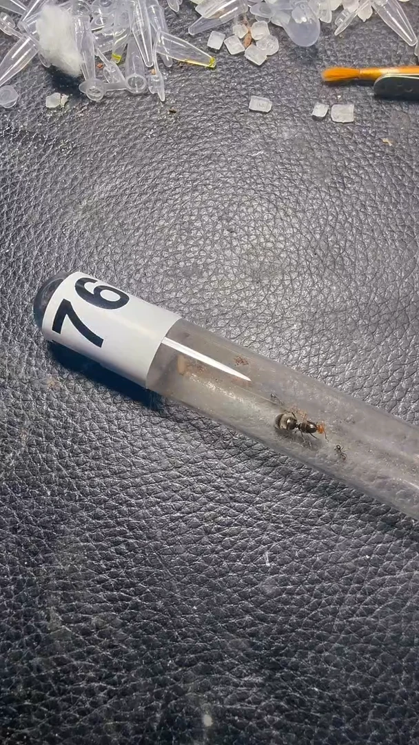 蚂蚁工坊176号大平眼