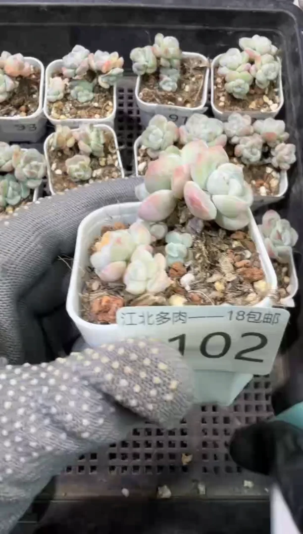 102号江北多肉-到手（1）棵