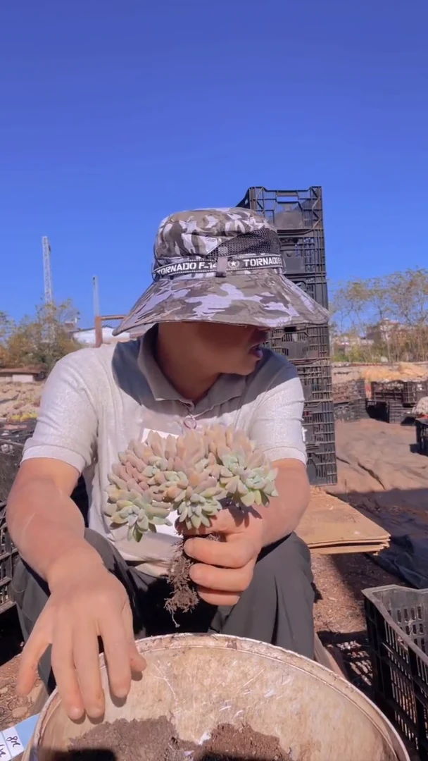 218淡雪缀化一物一拍