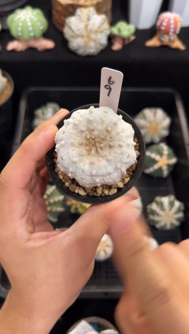 实生根星兜小干疤编码69