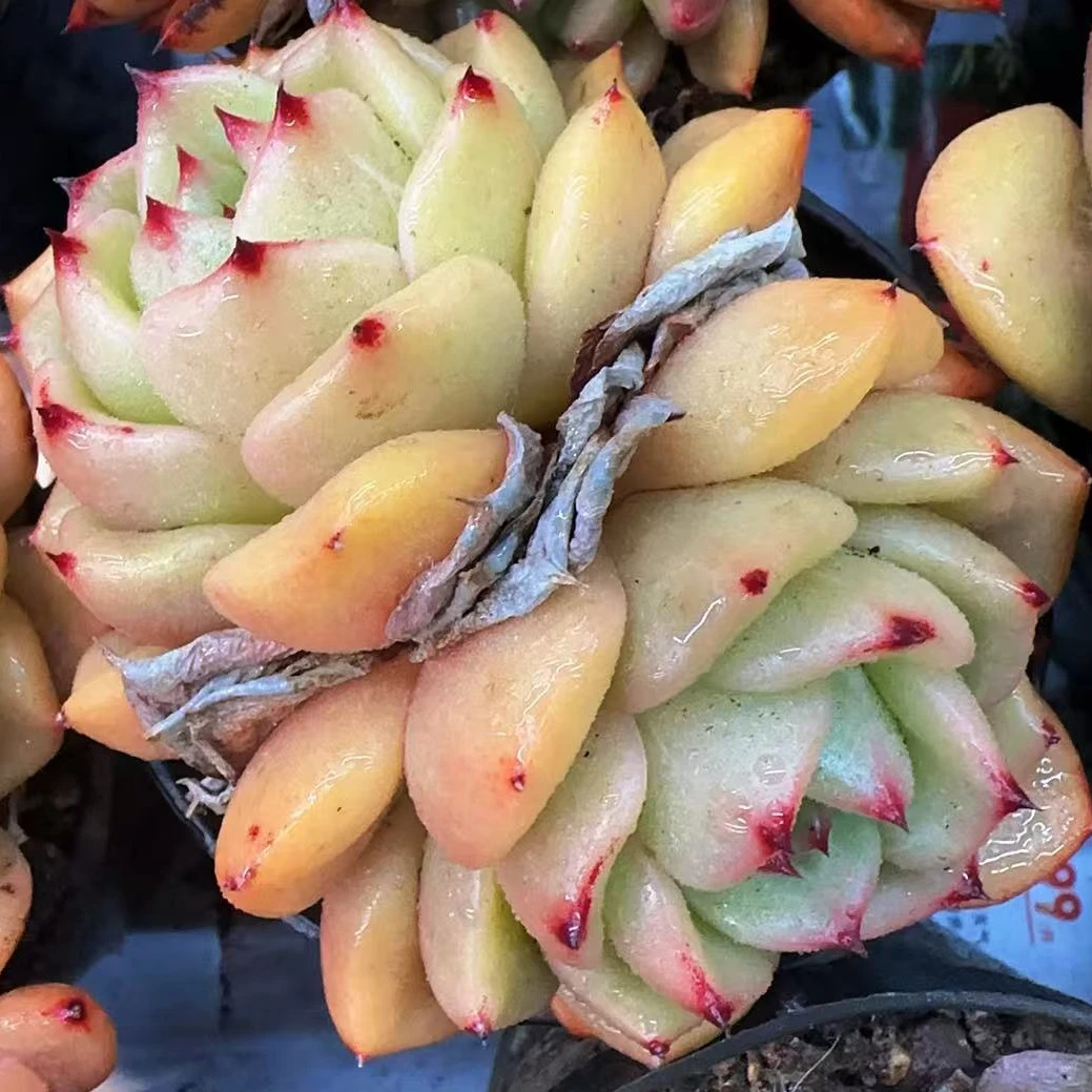 双头安可整桩无砍（7cm）脱土金先生精品多肉