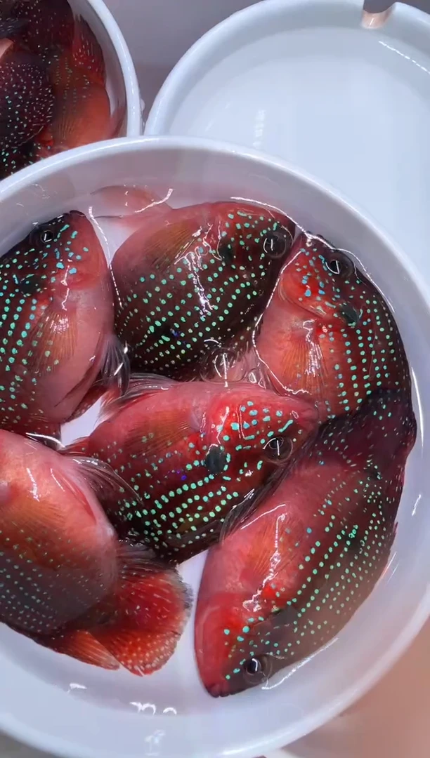 鹦鹉鱼5备损1红宝石球