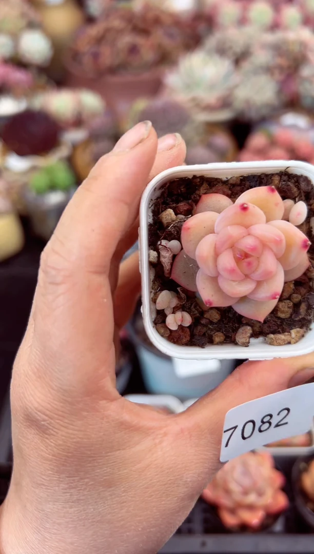 【闪购商品】7082单头多肉