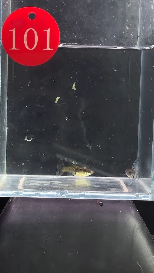 孔雀鱼101兰草一对