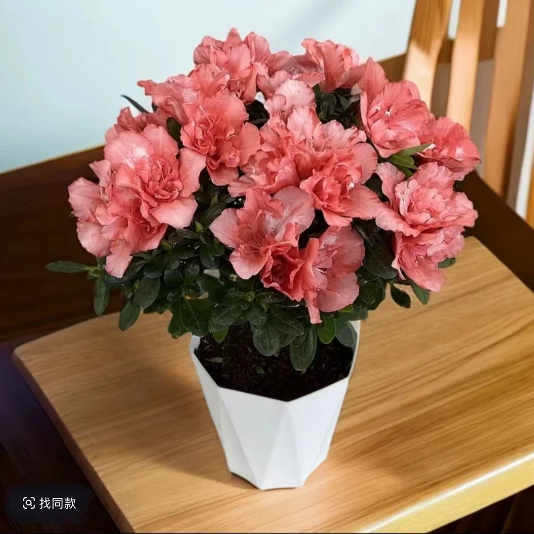 杜鹃花盆栽花卉植物阳台绿植花带苞大颗四季开花好养易活皋月