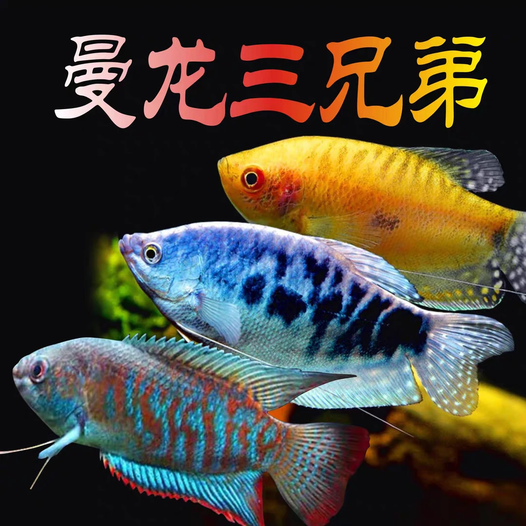 曼龙鱼热带观赏鱼淡水招财丽丽鱼热带鱼不打氧好养耐活吃蛋白虫