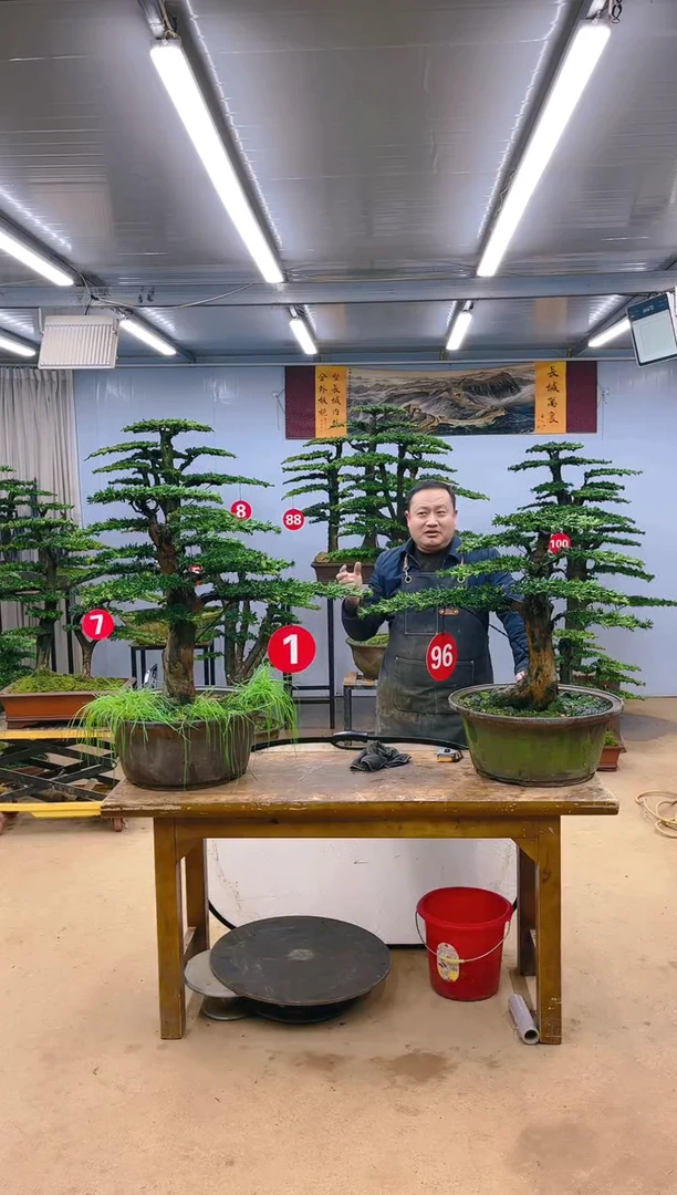 【闪购商品】精品盆景  一物一拍