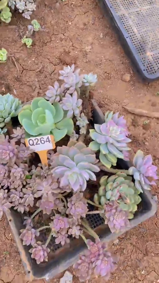 Q264多肉组合默认脱土发货