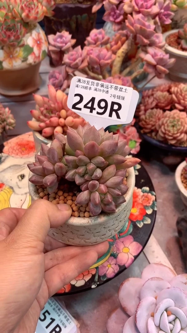 249R 模特区 胖体水晶球