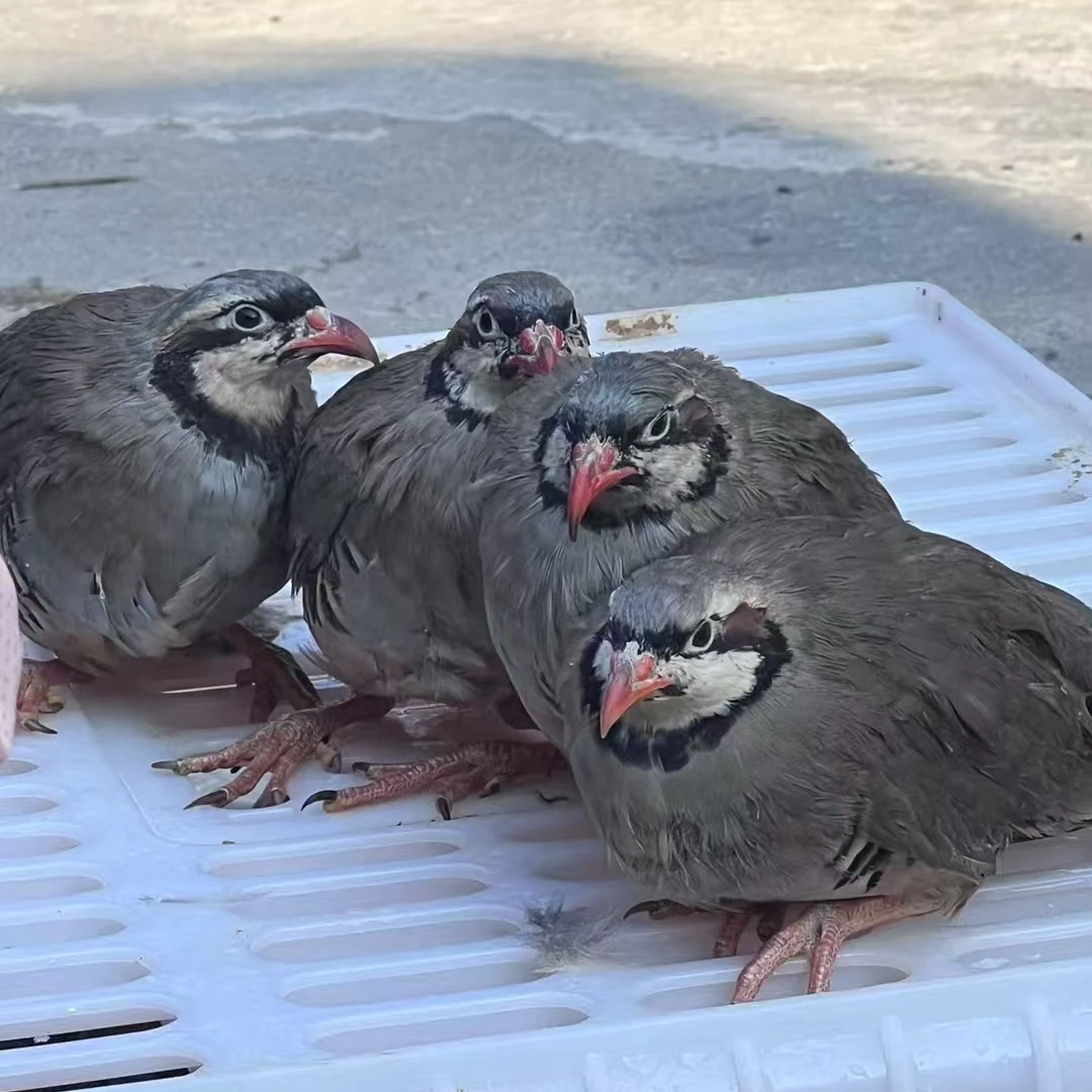 呱呱鸡包下蛋，保活到家，咕咕鸡