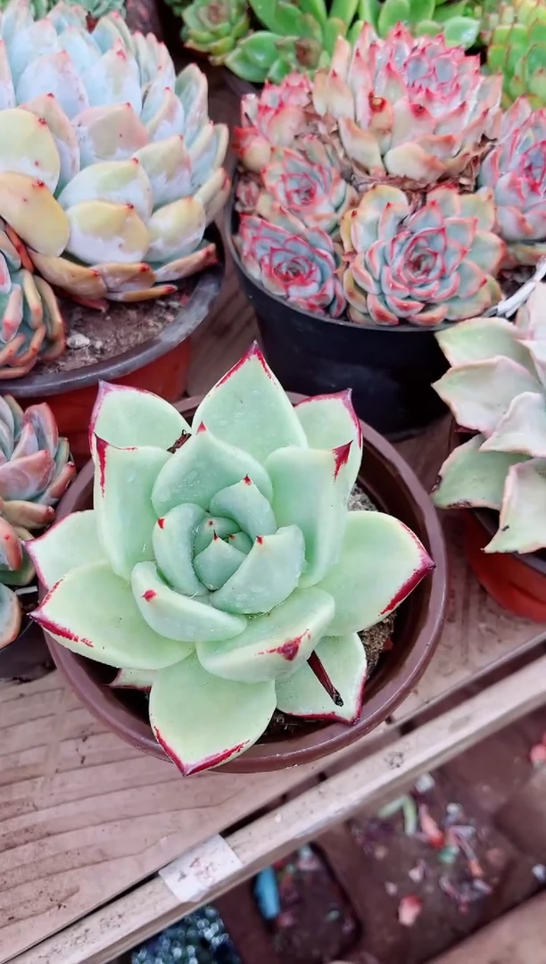 記****ゝ21069多肉植物一物一拍