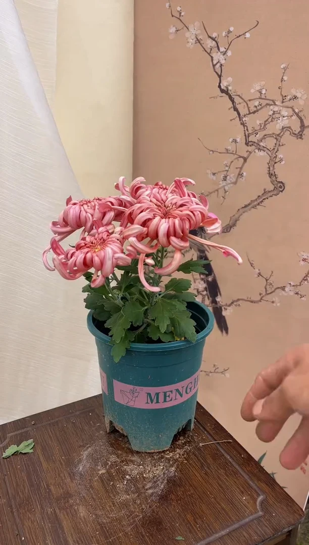 大部分开放少量花苞沉香台