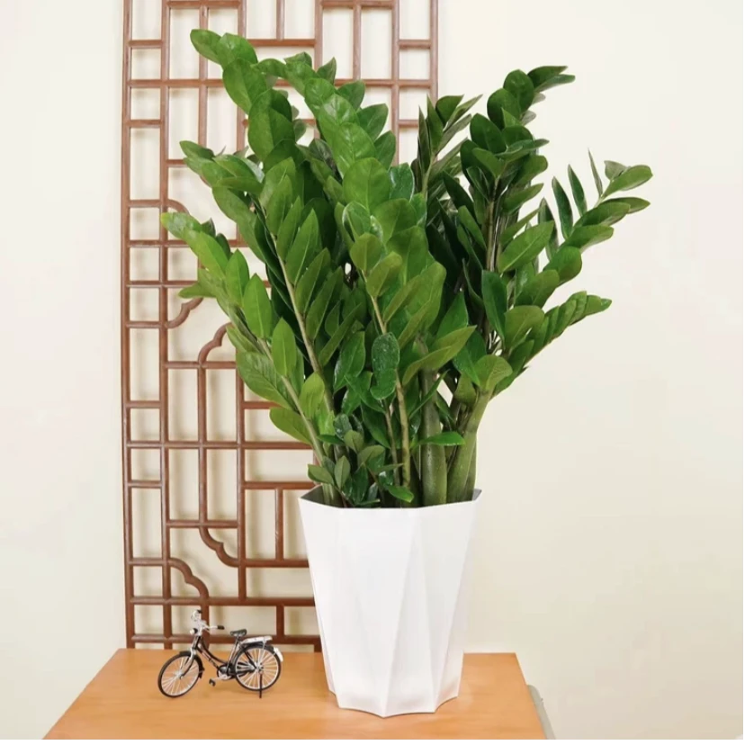 250盆大型金钱树室内外客厅90-100cm除甲醛四季常绿好养招财盆景