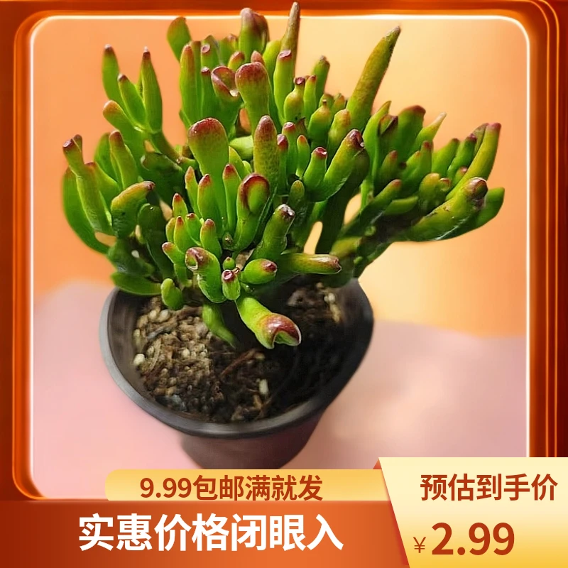 吸财树 脱土发货 多肉植物 阳台 露台办公室 绿植植物