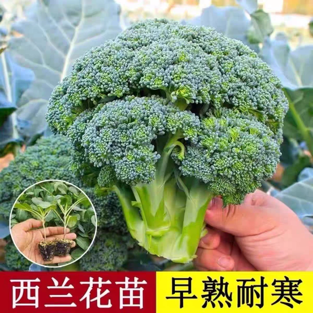优质西兰花苗耐寒耐热苗场直发西兰花秧苗青花菜苗蔬菜苗种苗批发