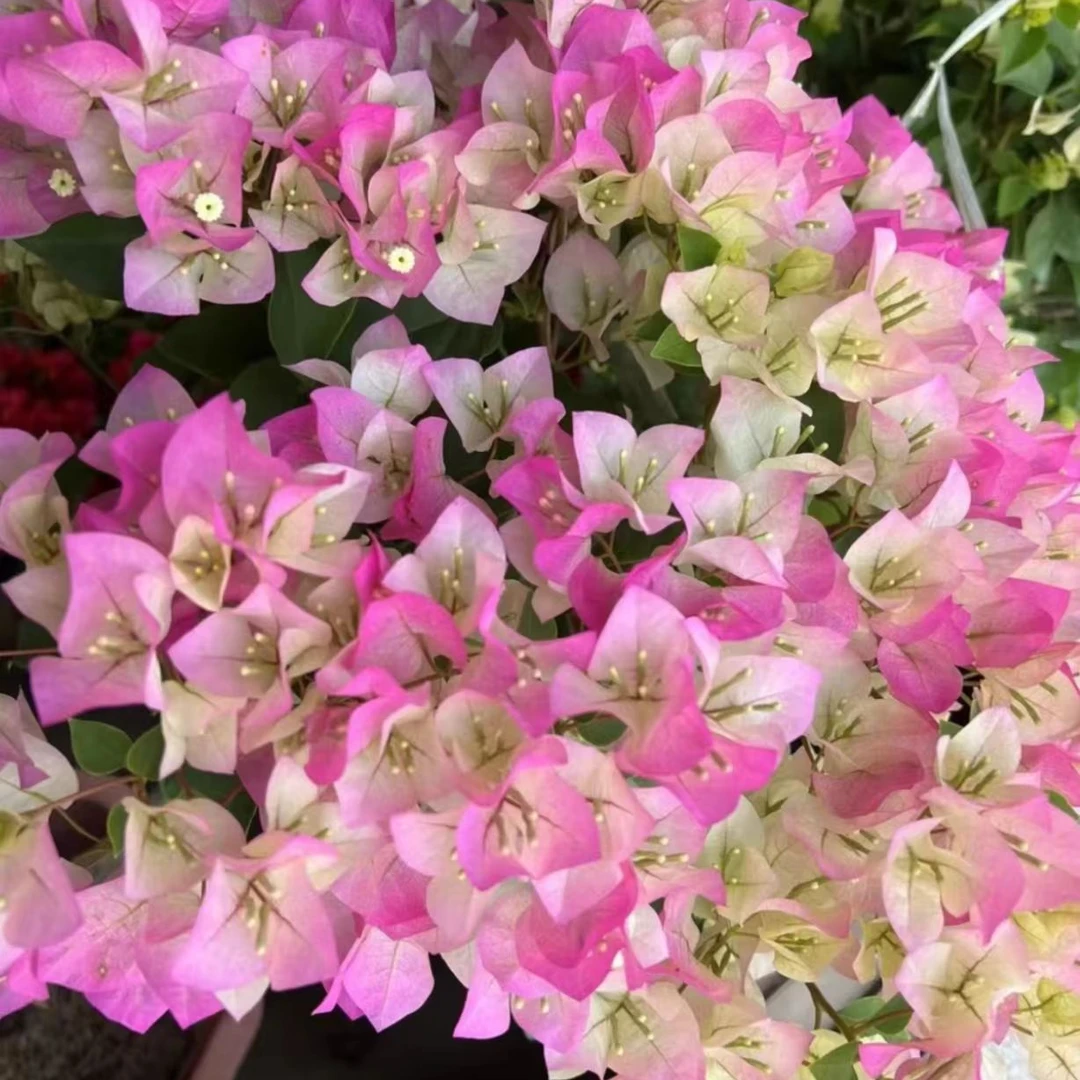 三角梅【一物一拍】四季开 丰花勤花 勤花