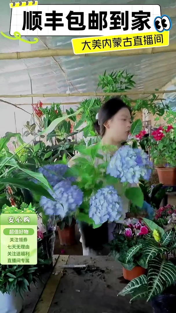 完全开放绣球花顺丰包邮到家