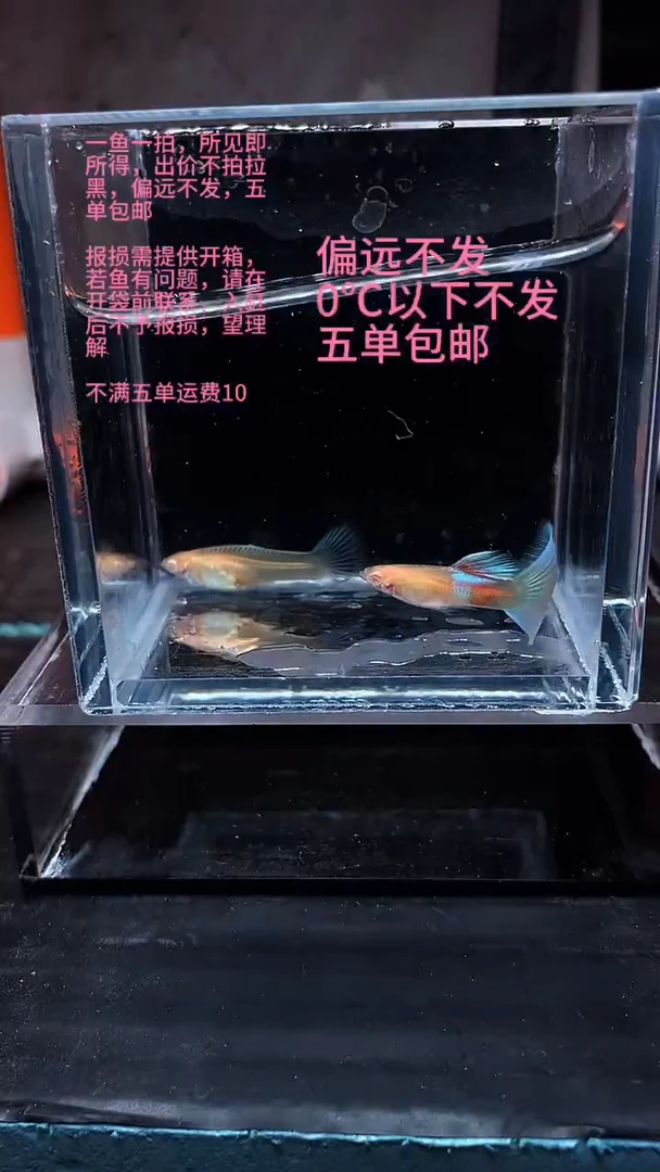 孔雀鱼孔雀鱼 20