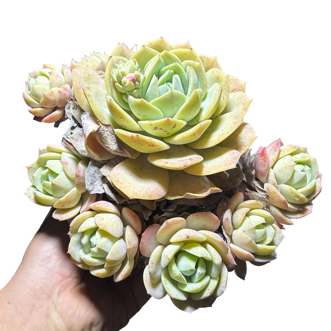 160#老桩恋曲脱土 多肉植物室内绿植净化空气